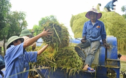 Oxfam: Trồng lúa ngày càng ít lãi