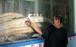 Bí mật 120 bộ xương cá voi 200 tuổi ở Việt Nam