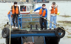 Hết lợn tới cá chép chết thối sông Hoàng Phố