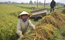 “Có  tiếng nhưng chưa   có miếng”