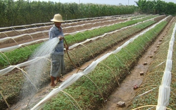 Thành công nhờ hương ước làng