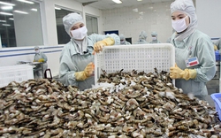 Việt Nam dễ bị từ chối nhập khẩu thủy sản