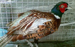 Chim trĩ cũng bị virus H5N1 “tấn công”