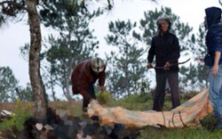 Đà Lạt: Phát hiện xác người chết cháy trên đồi thông