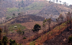 Lâm Đồng: Cán bộ bảo vệ rừng bị đe dọa