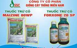 Maizine 80WP - diệt sạch cỏ ruộng ngô