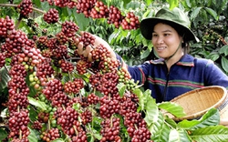 Bón phân ĐYT NPK Văn Điển chuyên dùng cho cây cà phê