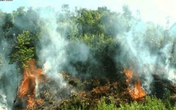 Một Thiếu tá hi sinh khi chữa cháy rừng