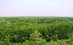 Cảnh cáo “bộ sậu” ban quản lý rừng phòng hộ Hương Thủy