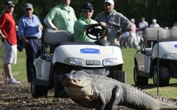 Clip: Cá sấu khủng bất ngờ xông vào sân golf