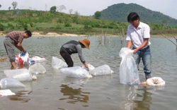 Phú Yên: Thả cá giống ở hồ thủy điện