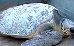 Bỏ 20 triệu đồng cứu rùa quý để thả về biển.