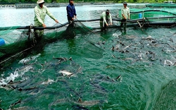 Cá nước lạnh nhập lậu hại cá nội