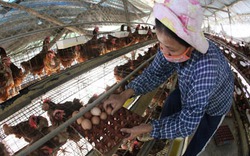 Đằng sau đợt tăng giá trứng: 90% gà giống do công ty ngoại cung cấp