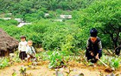 Việt Nam mất 43% rừng che phủ