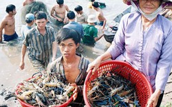 Tôm tươi Việt Nam bị nhiều nước cấm nhập