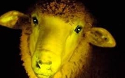 Cừu phát sáng ở Uruguay