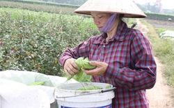 Hà Nội:  Khuyến nông gắn liền xây dựng nông thôn mới