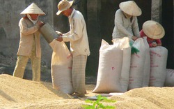 Gần 190.000 hộ tham gia bảo hiểm cây lúa