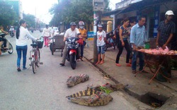 Hà Tĩnh: Thả cá sấu ra đường phố để... tiếp thị