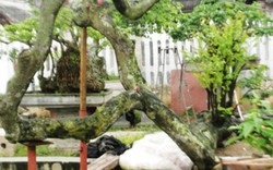 Cây khế mang thế &#34;độc&#34; xôn xao giới bonsai