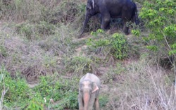 Phát hiện voi màu hồng kỳ dị ở Thái Lan