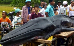 Cá voi hình lưỡi kiếm dạt vào bờ biển ở Huế