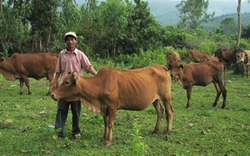 Bỏ “nghiệp” tiều phu, làm chủ trang trại