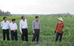 Phú Ninh:  Hướng tới sản xuất nông nghiệp hàng hóa, bền vững