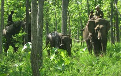 Bắt được voi rừng dính bẫy