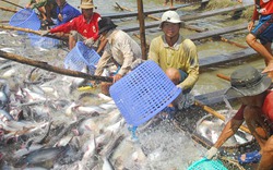 Quản lý chặt sản xuất và xuất khẩu cá tra