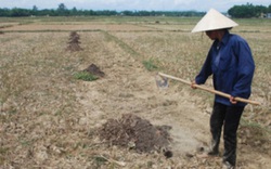 Quảng Nam: Người dân “vật vã” vì nắng nóng