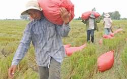 Miếng bánh không còn ngọt!?