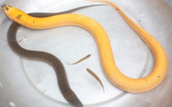 Hậu Giang: Bắt được con lươn vàng óng