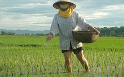 Hà Nội: Triển khai 5 chương trình sản xuất nông nghiệp tập trung