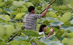 Để sen tỏa ngát hương