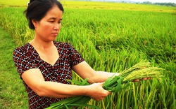 Thanh Hóa: Hoang mang vì lúa không hạt
