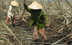 Phú Yên: Lại cháy 4ha mía