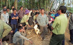 Quản lý, sử dụng đất rừng: Nên giao đất trực tiếp, thay vì “khoán”