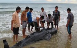 Quảng Bình: Thêm một cá voi nửa tấn dạt vào bờ
