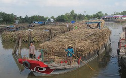 Nhà máy nợ tiền, nông dân phải vay tín dụng đen