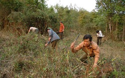 Cần giao đất cho người trồng rừng