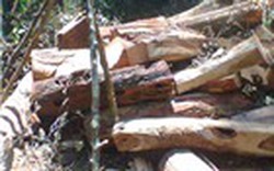 Điều tra mở rộng nhóm buôn gỗ sưa