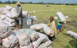 Đề xuất giải cứu người trồng lúa: Cho vay vốn thay vì mua  tạm trữ