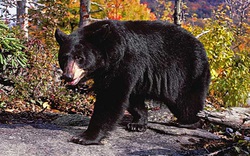 Gấu khổng lồ đột nhập, tấn công bà cụ 82 tuổi bị liệt