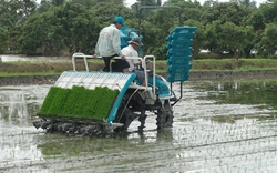 “Tăng tốc” ứng dụng phương pháp mạ khay, máy cấy