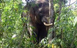 Đồng Nai: Một đàn voi rừng xuất hiện trong khu dân cư