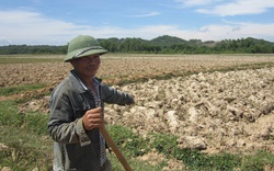 Đại hạn ở Nghệ An: Hàng ngàn ha đất trồng lúa bị bỏ hoang