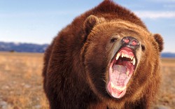 Gấu đen tấn công, giết người kinh hoàng
