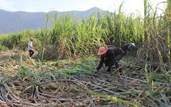 Bón phân đa yếu tố NPK Văn Điển cho cây mía